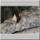 Dolichomitus messor - Schlupfwespe w01c 32mm - OS-Hasbergen Holzlagerplatz auf Eiche det06.jpg